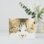 Meow Cats 14 Postkarte (Stehend Vorderseite)