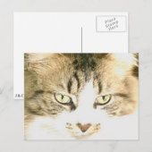 Meow Cats 14 Postkarte (Vorne/Hinten)