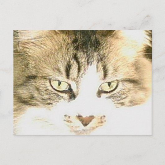 Meow Cats 14 Postkarte (Vorderseite)