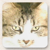 Meow Cats 14 Untersetzer Set (Vorderseite)