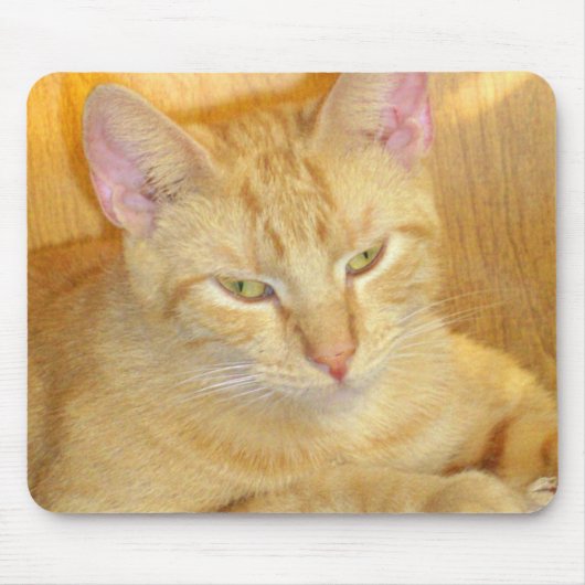 Meow Cats 15 Mousepad (Vorne)