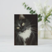Meow Cats 16 Postkarte (Stehend Vorderseite)