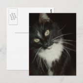 Meow Cats 16 Postkarte (Vorne/Hinten)