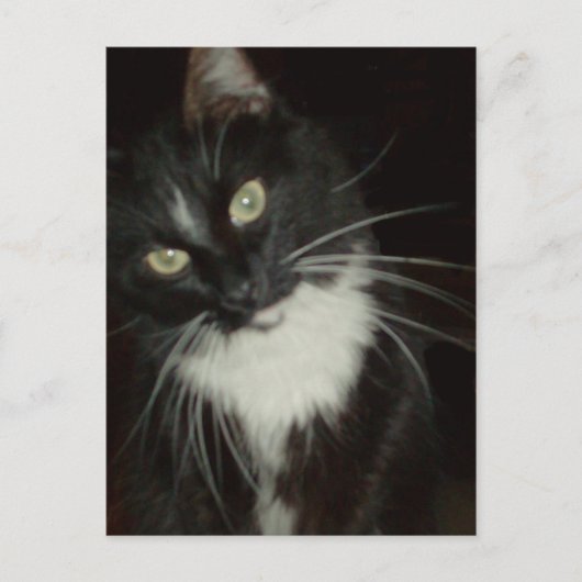 Meow Cats 16 Postkarte (Vorderseite)