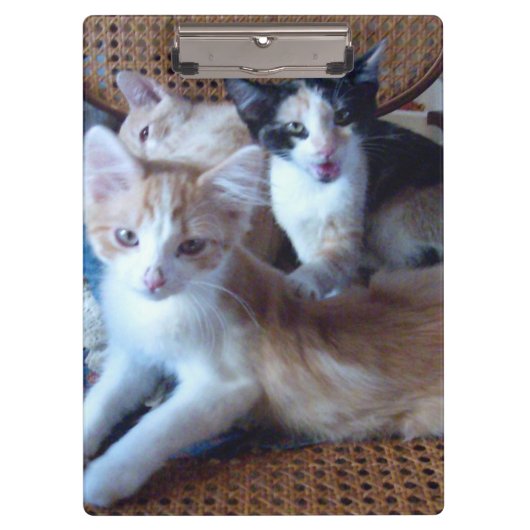 Meow Cats 21 Zwischenablage Klemmbrett (Vorderseite)