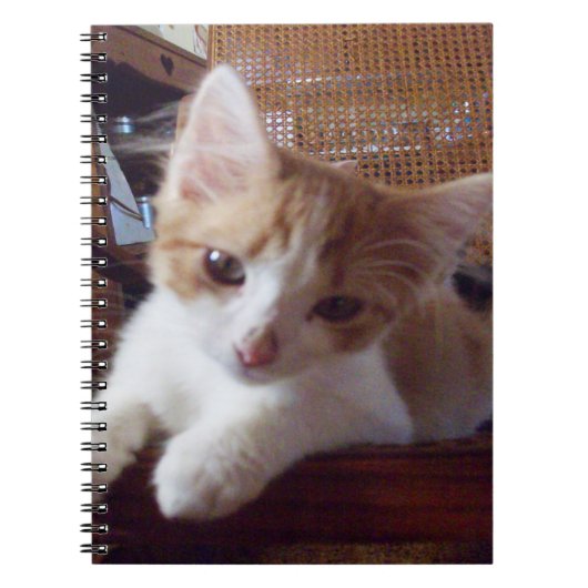 Meow Cats 22 Notebook Notizblock (Vorderseite)