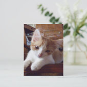Meow Cats 22 Postkarte (Stehend Vorderseite)