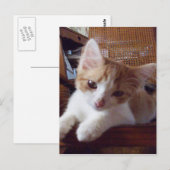 Meow Cats 22 Postkarte (Vorne/Hinten)