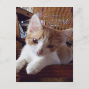 Meow Cats 22 Postkarte