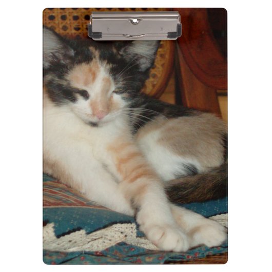 Meow Cats 23 Zwischenablage Klemmbrett (Vorderseite)