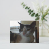 Meow Cats 25 Postkarte (Stehend Vorderseite)