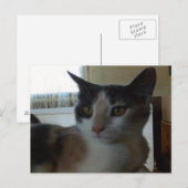 Meow Cats 25 Postkarte (Vorne/Hinten)