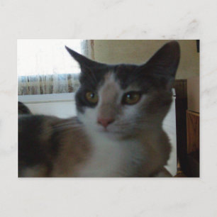 Meow Cats 25 Postkarte