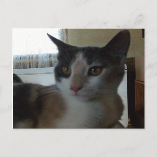 Meow Cats 25 Postkarte (Vorderseite)