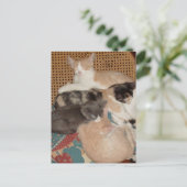 Meow Cats 29 Postkarte (Stehend Vorderseite)