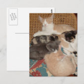 Meow Cats 29 Postkarte (Vorne/Hinten)