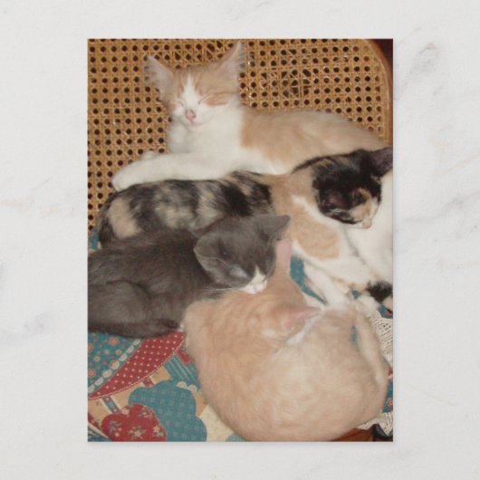 Meow Cats 29 Postkarte (Vorderseite)