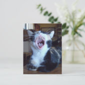 Meow Cats 30 Postkarte (Stehend Vorderseite)