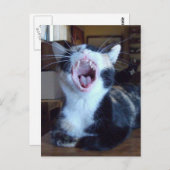 Meow Cats 30 Postkarte (Vorne/Hinten)