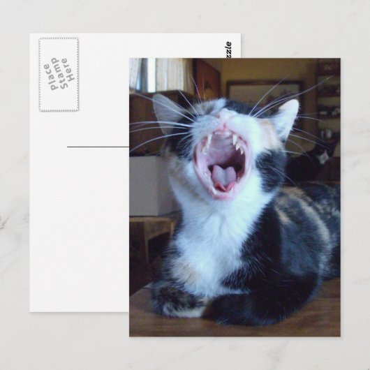 Meow Cats 30 Postkarte (Vorne/Hinten)