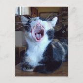 Meow Cats 30 Postkarte (Vorderseite)