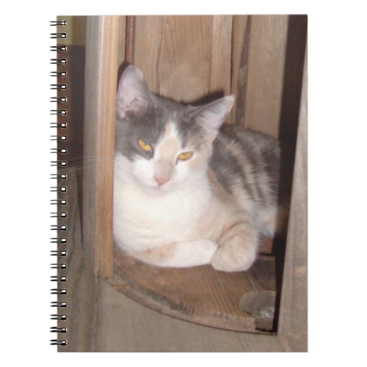 Meow Cats 33 Notebook Notizblock (Vorderseite)