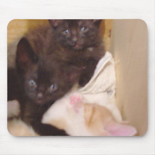 Meow Cats 38 Mousepad (Vorne)