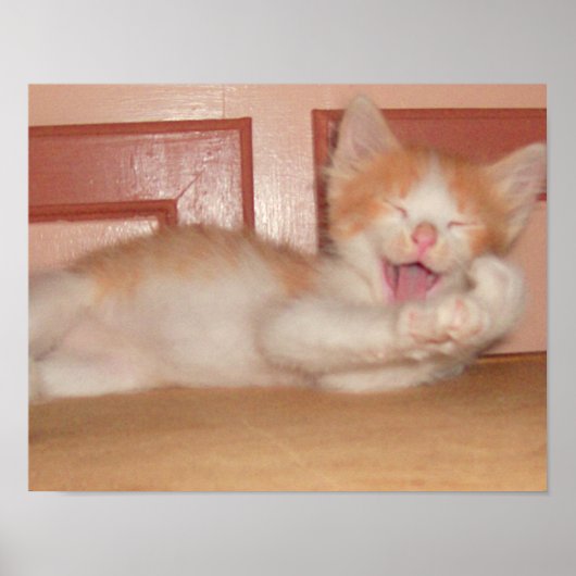 Meow Cats 7 Poster (Vorne)