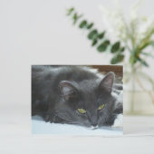 Meow Cats 8 Postkarte (Stehend Vorderseite)