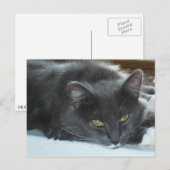 Meow Cats 8 Postkarte (Vorne/Hinten)