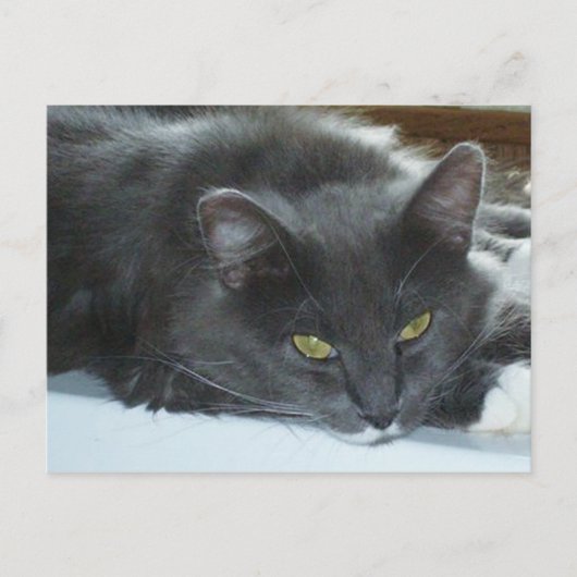 Meow Cats 8 Postkarte (Vorderseite)