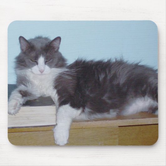 Meow Cats 9 Mousepad (Vorne)