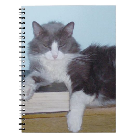 Meow Cats 9 Notebook Notizblock (Vorderseite)