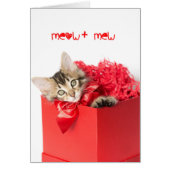 Meow + Mew Kitten (Vorne)