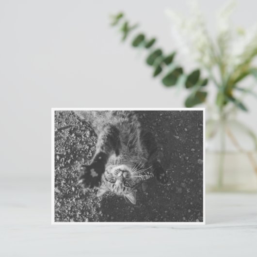 Meow Postkarte (Stehend Vorderseite)