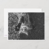 Meow Postkarte (Vorne/Hinten)
