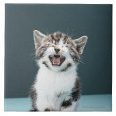 Meowing Kätzchen Fliese (Vorderseite)