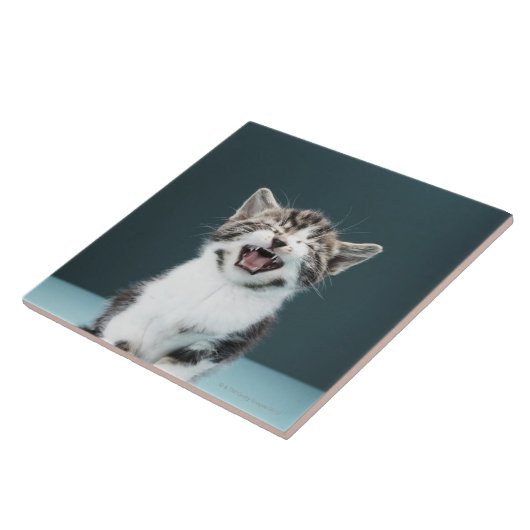 Meowing Kätzchen Fliese (Seite)