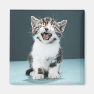 Meowing Kätzchen Magnet