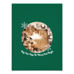 Meowy And Bright, Katzenfoto, Fotodruck