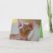 Meowy Christmas Sphinx Cat Feiertagskarte (Rückseite)