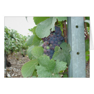 Mercier Vineyard