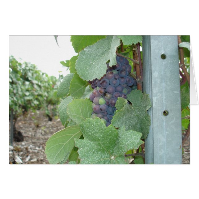 Mercier Vineyard (Vorderseite (Horizontal))