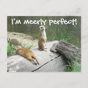 Merely Perfect Meerkat Postkarte