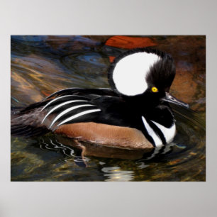 Merganser Bird Print Poster