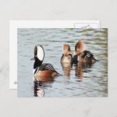 Merganser Ducks Foto Postkarte (Vorne/Hinten)