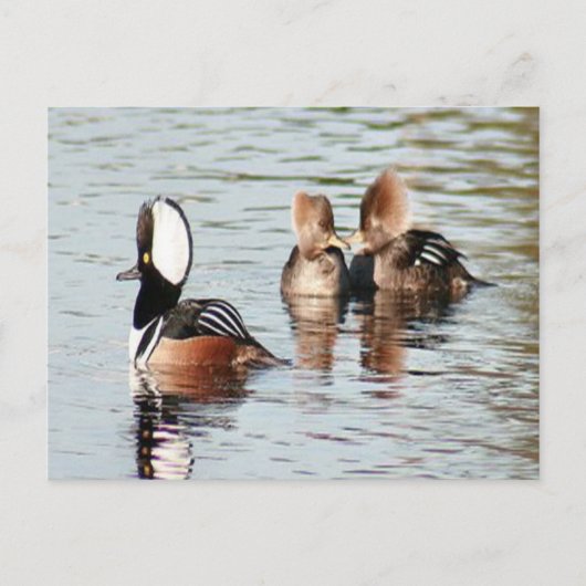 Merganser Ducks Foto Postkarte (Vorderseite)