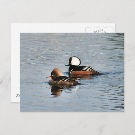 Merganser Ducks Foto Postkarte (Vorne/Hinten)