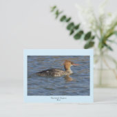 Merganser Ente Postkarte (Stehend Vorderseite)