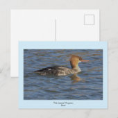Merganser Ente Postkarte (Vorne/Hinten)